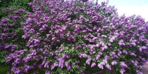 Mali (patuljasti) jorgovan: sorte sa fotografijama i opisima